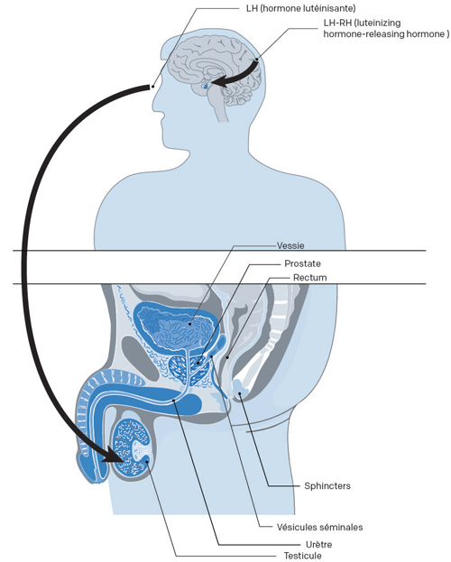 La prostate : ses fonctions et les troubles liées à son dysfonctionnement